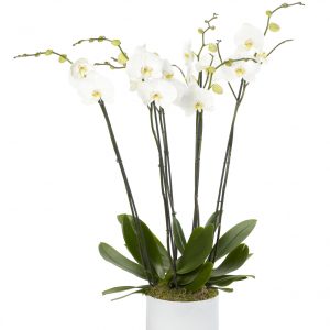 White Treble Orchid
