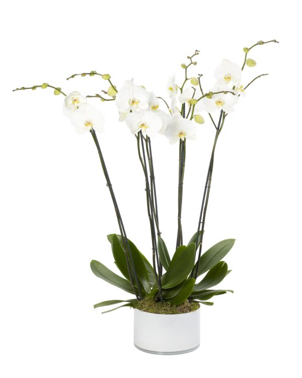 White Treble Orchid
